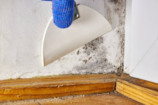 Trusted Defiance, OH Mold Removal Experts